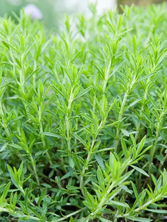 ESTRAGONJUS Sonderedition