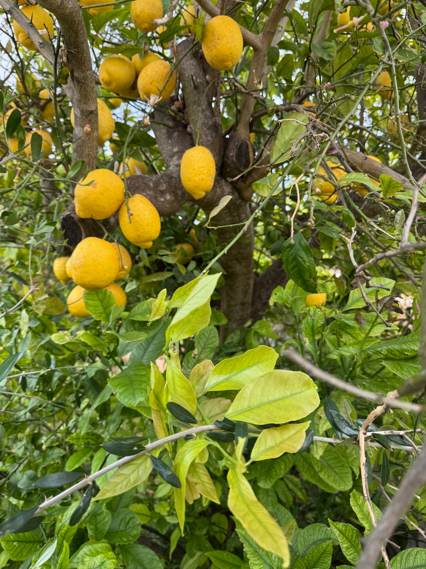 ZITRONENSAUCE Sonderedition