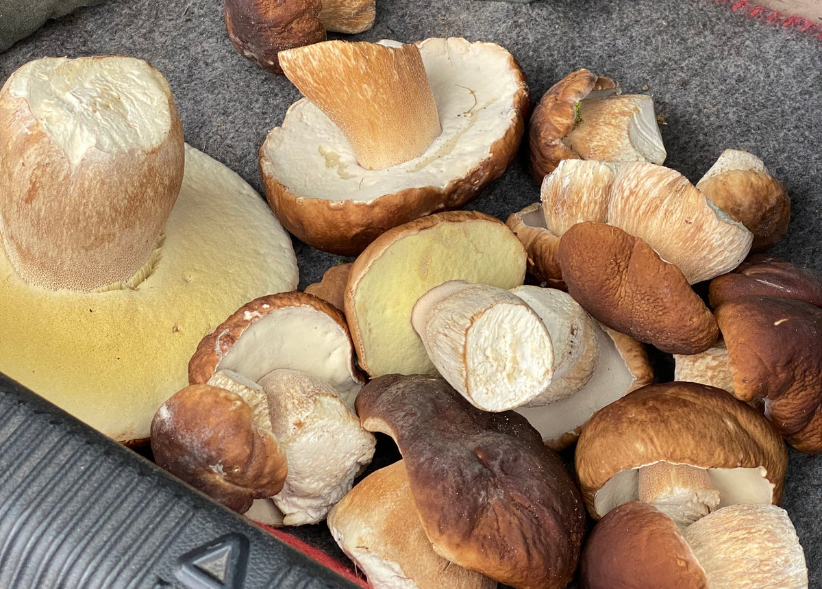 Frische Steinpilze für den Steinpilzjus von Jens Rittmeyer